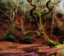 Quantock woodland.jpg