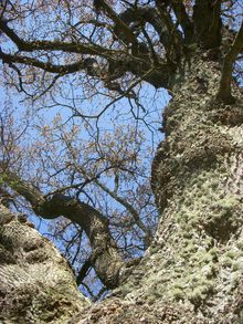 Coleridge Way Day2 May2010 026.jpg