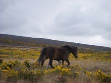 Coleridge Way Day3 May2010 039.jpg
